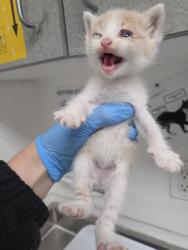 Shelter Stray Female Cat last seen Near 84th Ave, Oakland, CA, 1101 29th Ave, Oakland, CA 94601, USA