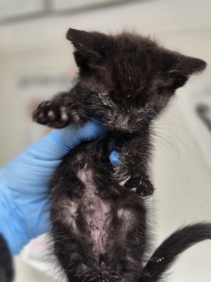 Shelter Stray Male Cat last seen Near 28th Ave, Oakland, CA, 1101 29th Ave, Oakland, CA 94601, USA
