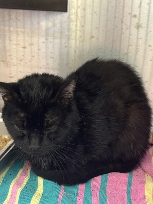 Shelter Stray Unknown Cat last seen Near Tilson Rd, Decatur, GA, 30032, 30032, GA, 3280 Chamblee Dunwoody Rd, Chamblee, GA 30341, USA