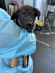 Shelter Stray Male Dog last seen N Jerrold Ave & Hudson Ave, Dos Palos Zone Fresno CO 1A 93620, CA, 1510 W Dan Ronquillo Dr, Fresno, CA 93706, USA