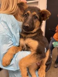 Shelter Stray Female Dog last seen N Jerrold Ave & Hudson Ave, Dos Palos Zone Fresno CO 1A 93620, CA, 1510 W Dan Ronquillo Dr, Fresno, CA 93706, USA