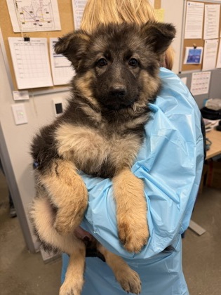 Shelter Stray Female Dog last seen N Jerrold Ave & Hudson Ave, Dos Palos Zone Fresno CO 1A 93620, CA, 1510 W Dan Ronquillo Dr, Fresno, CA 93706, USA