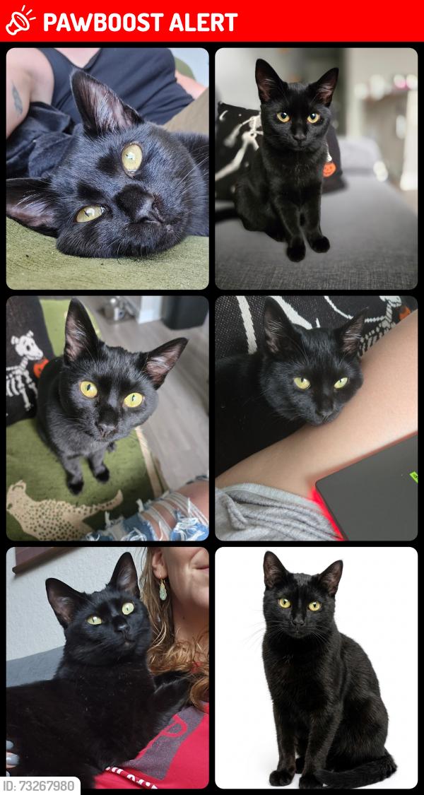 Lost Female Cat last seen Bastian ct, weeki wachee, fl, North Weeki Wachee, FL 34613
