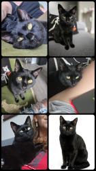 Lost Female Cat last seen Bastian ct, weeki wachee, fl, North Weeki Wachee, FL 34613