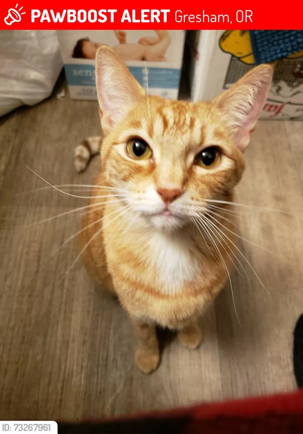 Lost Female Cat last seen Aspire Gresham apts across from Red Sunset Park, Gresham, OR 97030