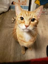Lost Female Cat last seen Aspire Gresham apts across from Red Sunset Park, Gresham, OR 97030
