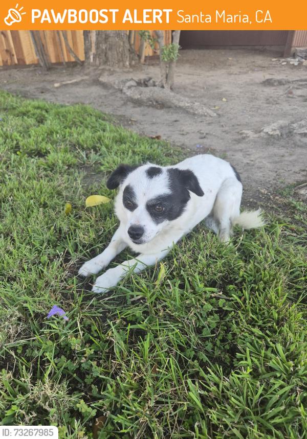 Found/Stray Male Dog last seen Me and my friend were walking, Santa Maria, CA 93454