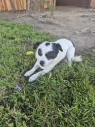 Found/Stray Male Dog last seen Me and my friend were walking, Santa Maria, CA 93454