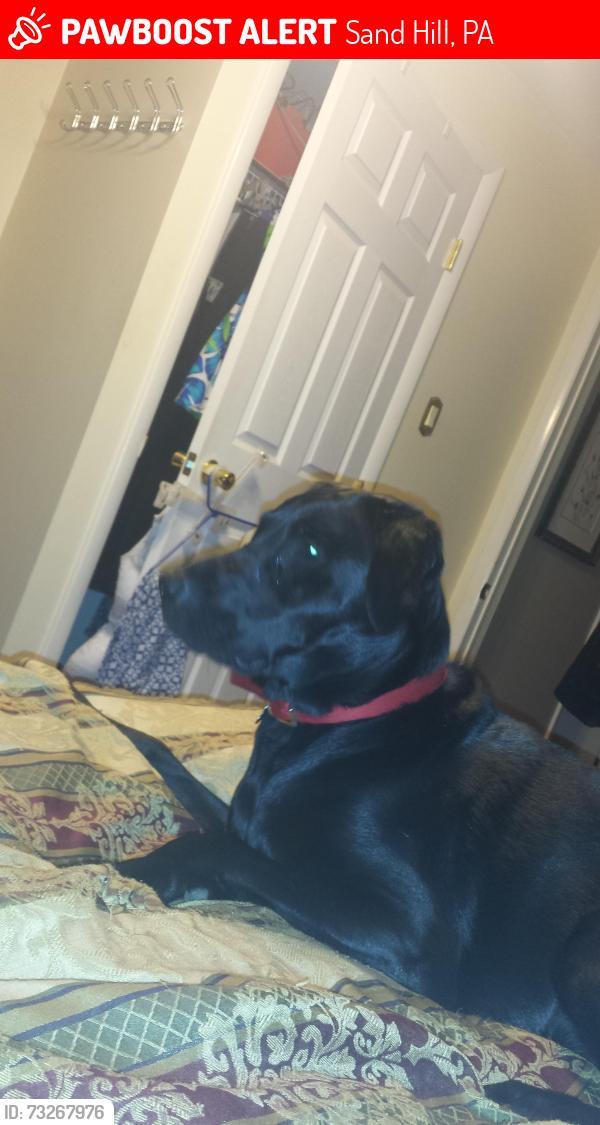 Lost Female Dog last seen Kochenderfer church, Sand Hill, PA 17046