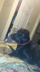 Lost Female Dog last seen Kochenderfer church, Sand Hill, PA 17046