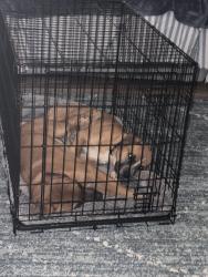 Found/Stray Male Dog last seen Kilborne, Charlotte, NC 28215