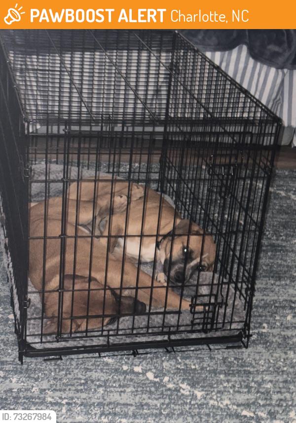 Found/Stray Male Dog last seen Kilborne, Charlotte, NC 28215