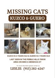 Lost Male Cat last seen Mike a mendoza ave, El Paso, TX 79938