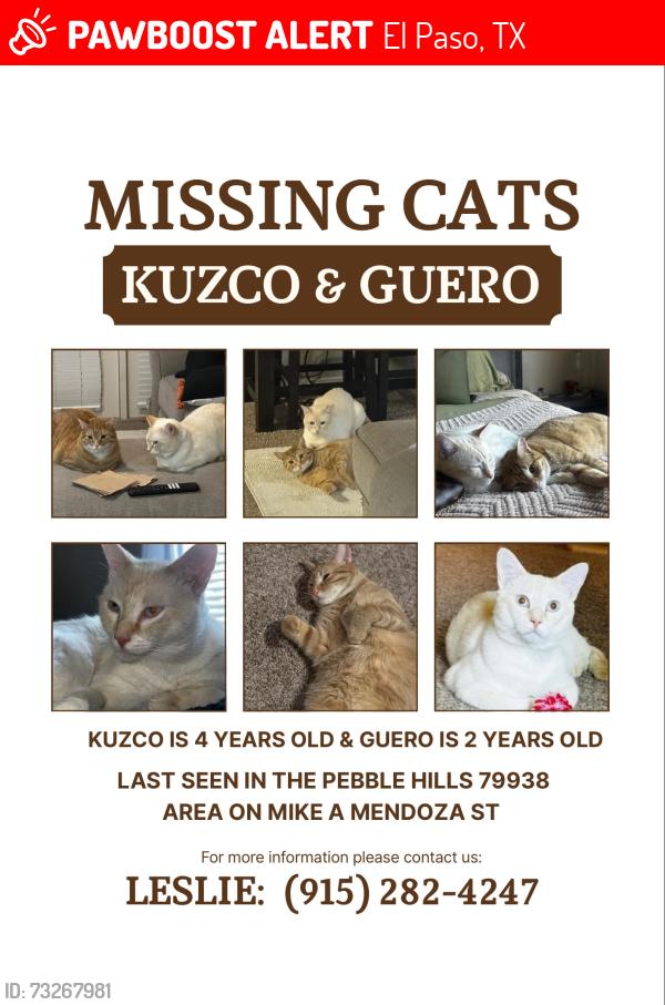 Lost Male Cat last seen Mike a mendoza ave, El Paso, TX 79938