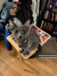 Reunited Female Cat last seen Heather pl, Clementon, NJ 08021