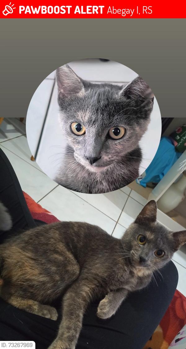 Lost Female Cat last seen Vila Abegay, Abegay I, RS 