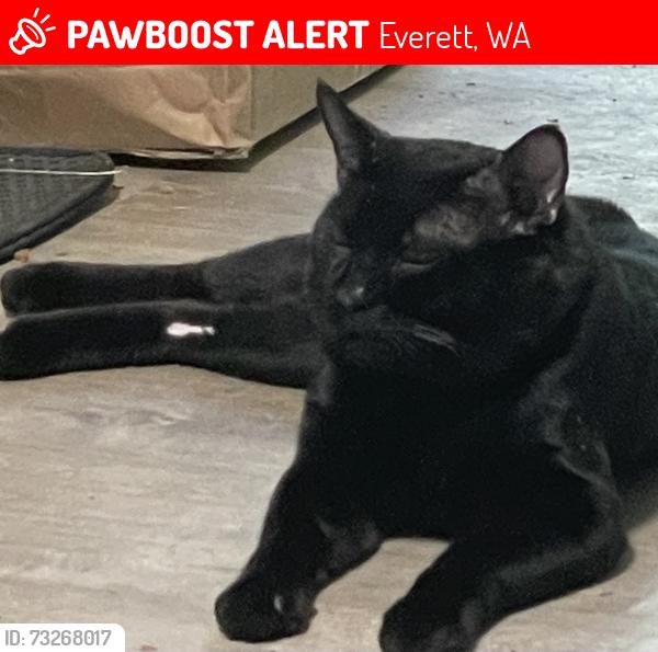 Lost Male Cat last seen Near First Dr SE Everett WA, Everett, WA 98203