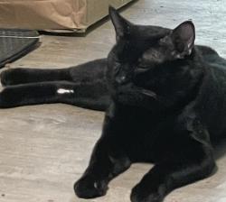Lost Male Cat last seen Near First Dr SE Everett WA, Everett, WA 98203