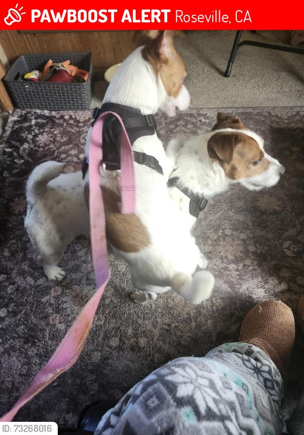 Lost Male Dog last seen Chili's atRoseville mall, Roseville, CA 95747