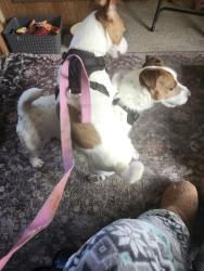 Lost Male Dog last seen Chili's atRoseville mall, Roseville, CA 95747