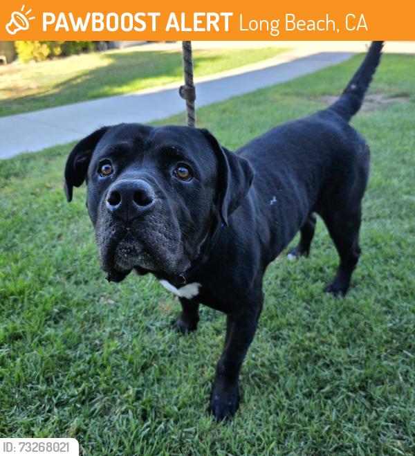 Found/Stray Male Dog last seen Near E 65th St, Long Beach, CA 90805, Long Beach, CA 90805