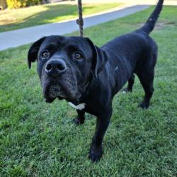 Found/Stray Male Dog last seen Near E 65th St, Long Beach, CA 90805, Long Beach, CA 90805