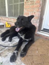 Found/Stray Male Dog last seen W. Semmands and Hailey Street, Conroe, TX 77301