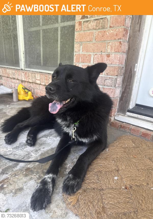 Found/Stray Male Dog last seen W. Semmands and Hailey Street, Conroe, TX 77301