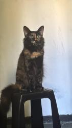 Lost Female Cat last seen Perto do bar do peroba, Trindade, RJ 24451-256
