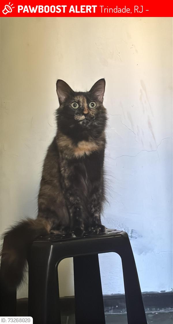 Lost Female Cat last seen Perto do bar do peroba, Trindade, RJ 24451-256
