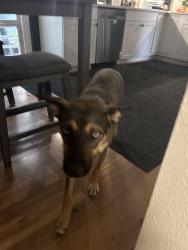Reunited Female Dog last seen Highway 34 at the Peterbilt mechanic station, Loveland, CO 80537