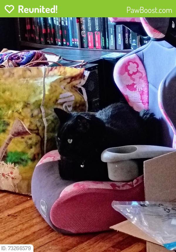 Reunited Male Cat last seen E 16th Ave & Regal St, South Hill, Spokane, WA 99223
