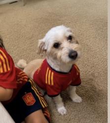 Lost Male Dog last seen Revere St & W Tropical, North Las Vegas, NV 89032