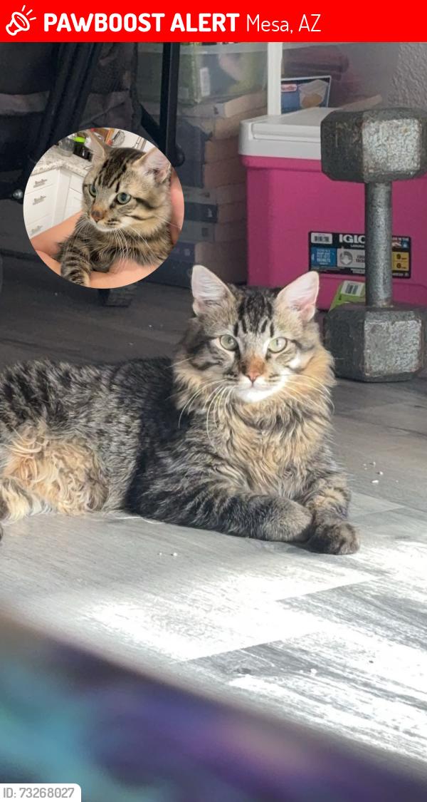 Lost Male Cat last seen Crismon & broadway, Mesa, AZ 85208