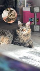 Lost Male Cat last seen Crismon & broadway, Mesa, AZ 85208