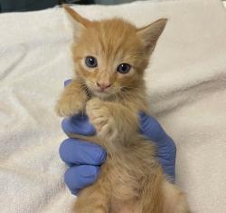 Shelter Stray Female Cat last seen Near Bullock Drive, San Diego, CA, 92114, 5500 Gaines St, San Diego, CA 92110, USA