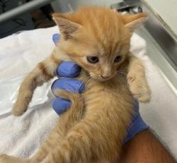 Shelter Stray Female Cat last seen Near Bullock Drive, San Diego, CA, 92114, 5500 Gaines St, San Diego, CA 92110, USA