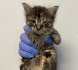 Shelter Stray Female Cat last seen Near Bullock Drive, San Diego, CA, 92114, 5500 Gaines St, San Diego, CA 92110, USA
