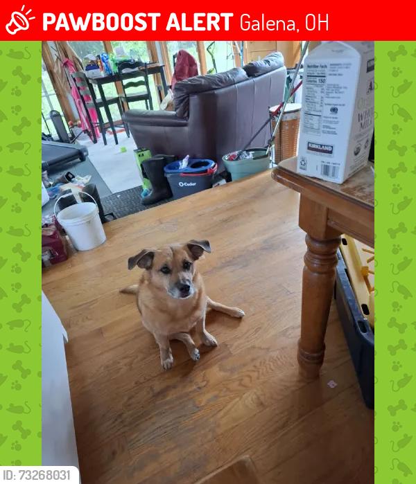 Lost Female Dog last seen miller paul rd and woodtown, Galena, OH 43021