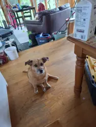 Lost Female Dog last seen miller paul rd and woodtown, Galena, OH 43021