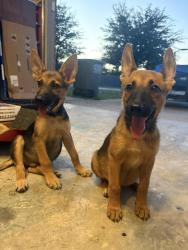 Reunited Unknown Dog last seen Windmill farms blvd and Brown Middle, Forney, TX 75126
