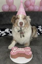 Lost Female Dog last seen Whiterock and Roma, La Mirada, CA 90638
