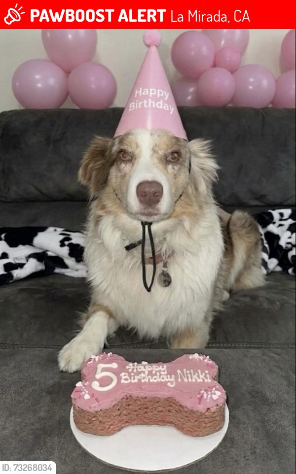 Lost Female Dog last seen Whiterock and Roma, La Mirada, CA 90638