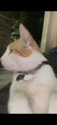 Found/Stray Unknown Cat last seen At maverick by the fence, West Valley City, UT 84119