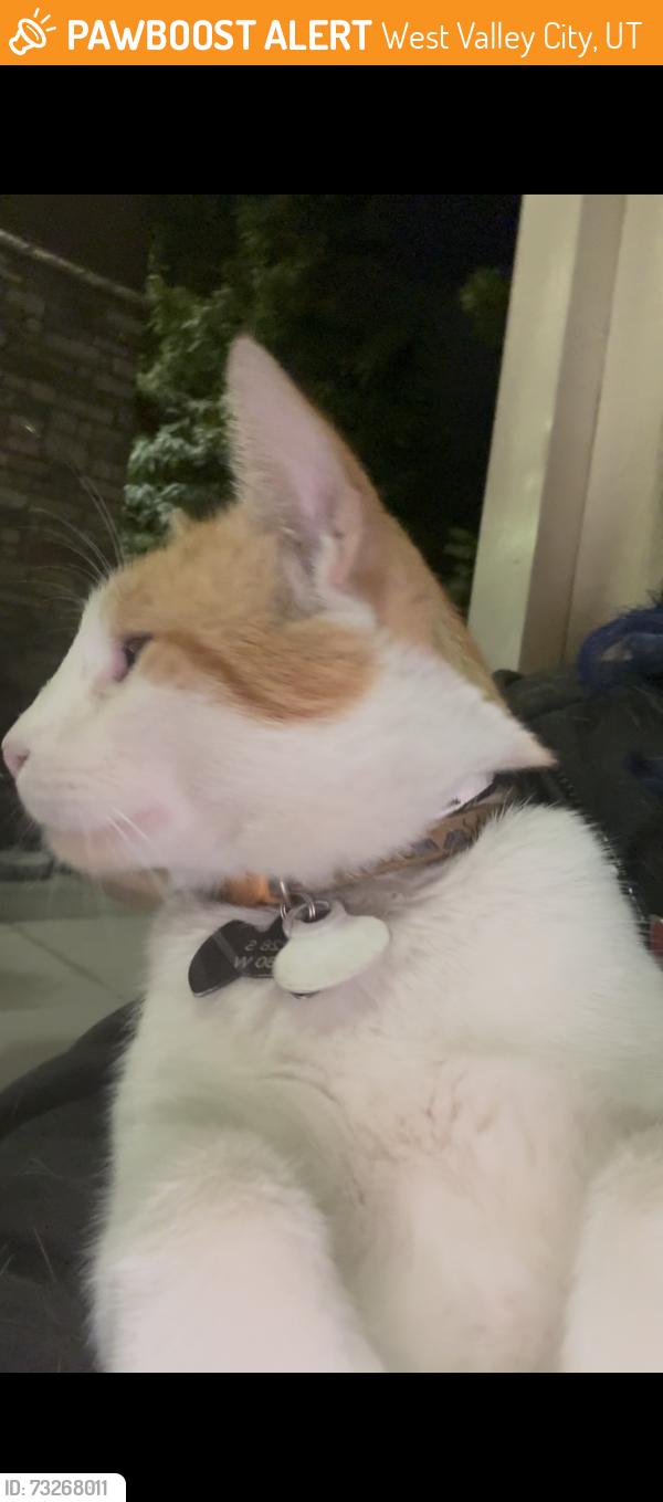 Found/Stray Unknown Cat last seen At maverick by the fence, West Valley City, UT 84119
