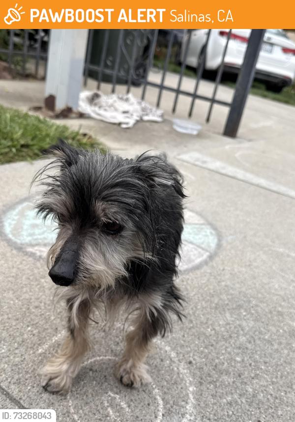 Found/Stray Unknown Dog last seen Ranchero Dr and Las Casitas, Salinas, CA 93905