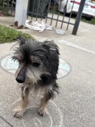 Found/Stray Unknown Dog last seen Ranchero Dr and Las Casitas, Salinas, CA 93905