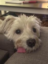 Reunited Male Dog last seen Mayflower / Arcadian Drive, Castro Valley, CA 94546