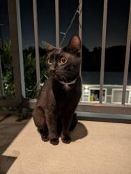 Found/Stray Male Cat last seen Across the street from Springfield apmts and to the left of Panther Creek Park apmts behind the Walmart on Fortress Blvd, Murfreesboro, TN 37129