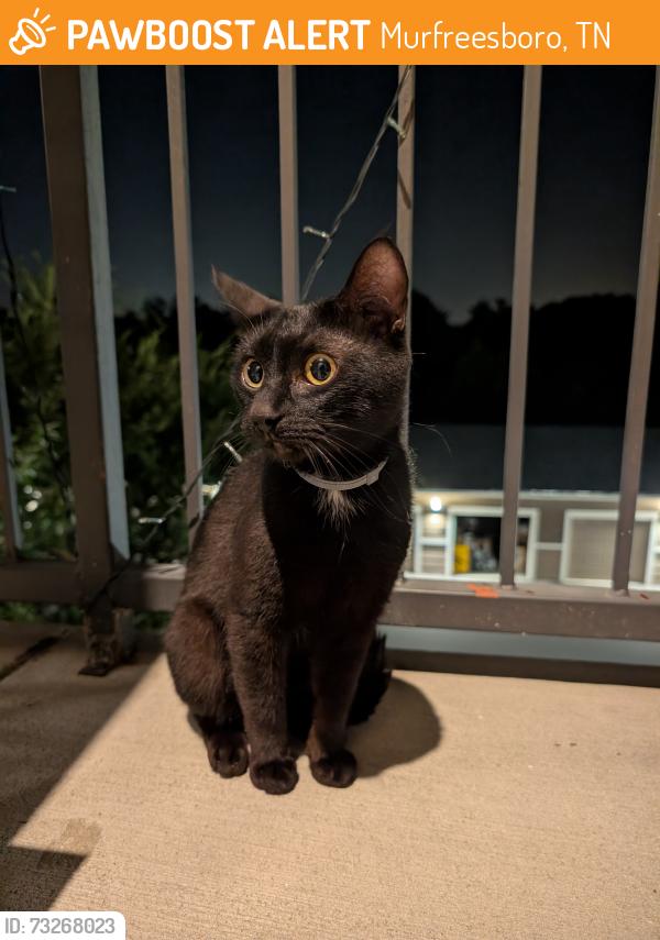 Found/Stray Male Cat last seen Across the street from Springfield apmts and to the left of Panther Creek Park apmts behind the Walmart on Fortress Blvd, Murfreesboro, TN 37129